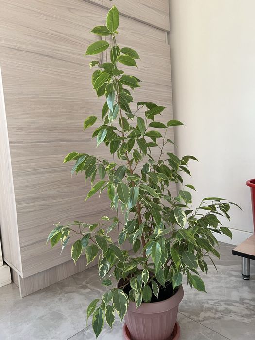 Фикус бенжамина