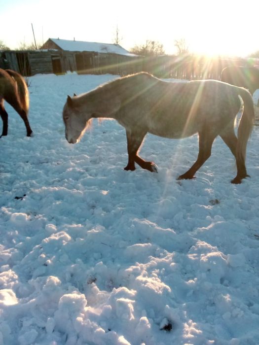 Продам кобылу жребую