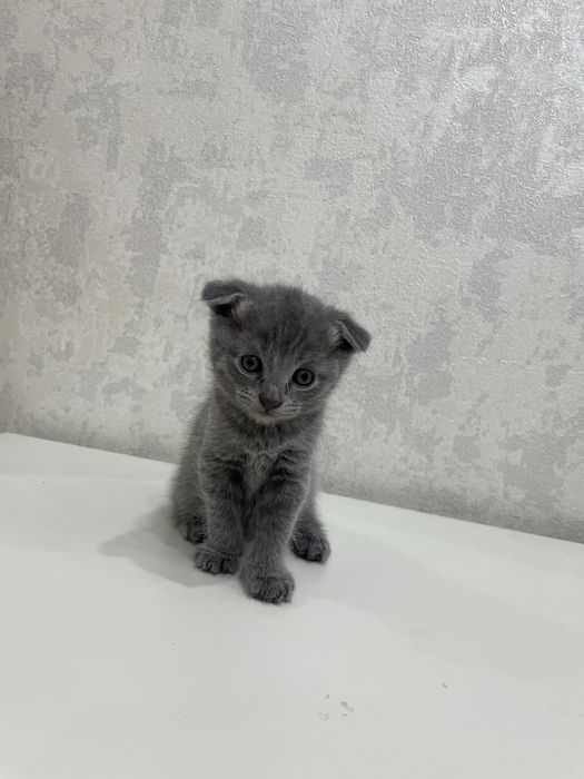 В продаже котенок
