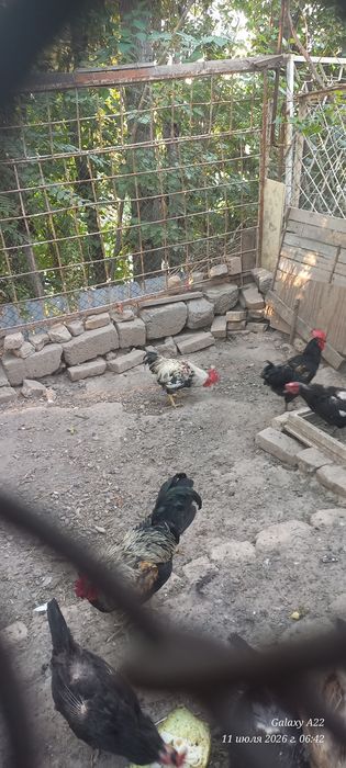Хонаки хуроз сотилади.
