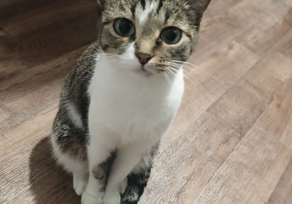 Отдаем кошку в добрые руки