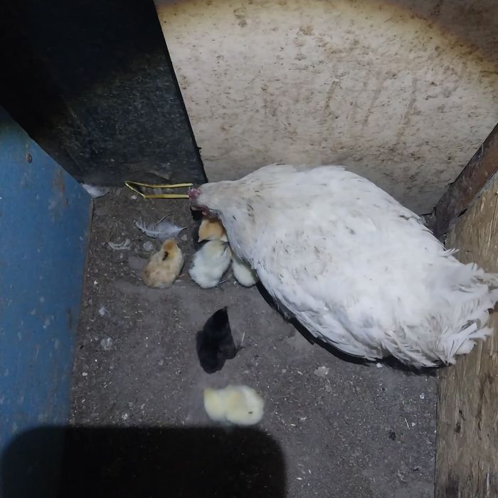 Продам Квочки с цеплятами.