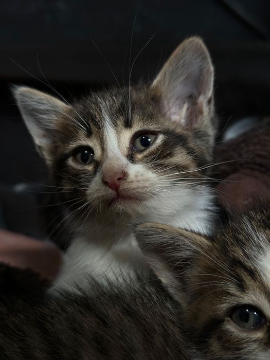 Отдам котят в добрые руки