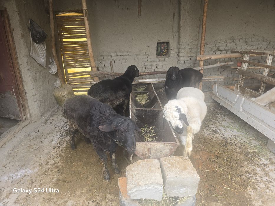 Кучкор баррала сотилади