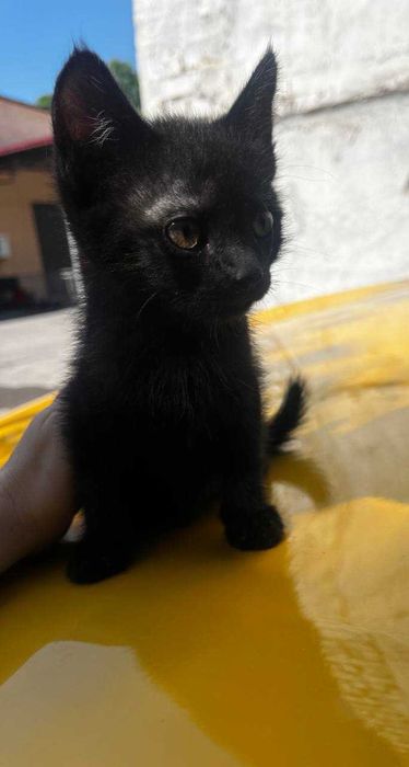 4 котенка в добрые руки