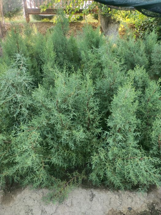 Арча сенса ва кочатлари бор