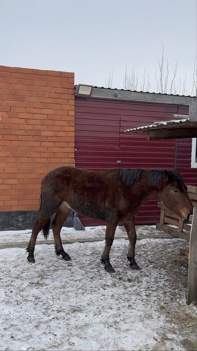 Скотовоз 4.20 с трапом