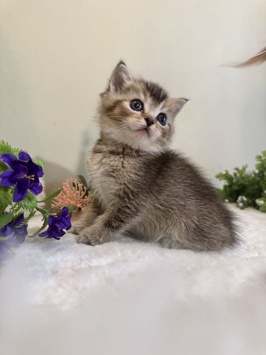 Продаются котята, разных окрасов