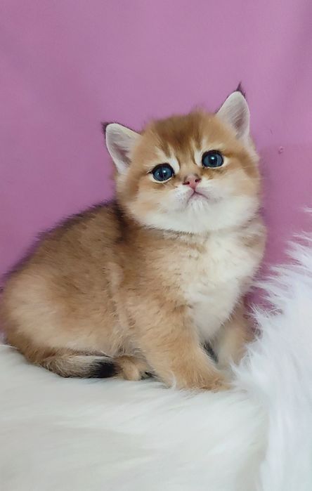 Золотая шиншилла мальчик