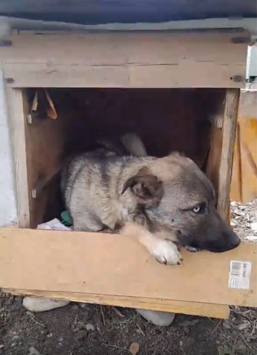 Песик мальчик в ответвенные руки