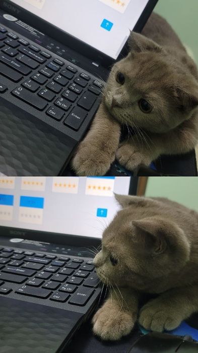 Sotiladi òĝil bola