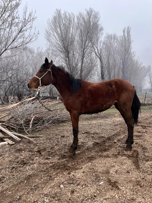 Жылқы Тай сатылады