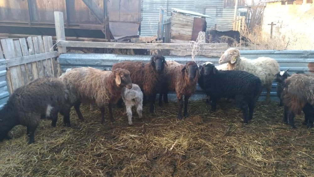 Қой қозы,ешкі лақ.