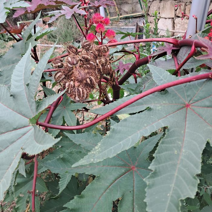 Семена от растение рицин