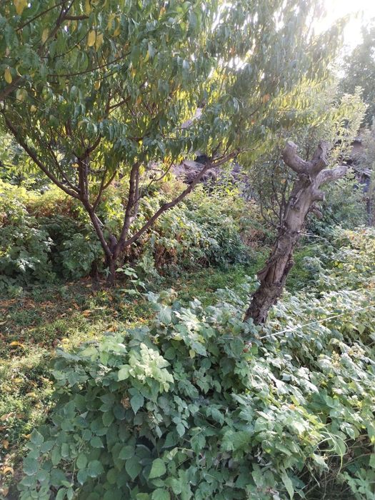 Yer sotilad(quruq yer) 4 sotix