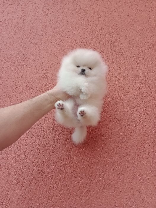 Миниатюрно момиче. Мини Померан. Реални снимки!!!
Померан. Реални