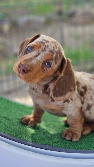 Pui tekel pitic ( iepurar)