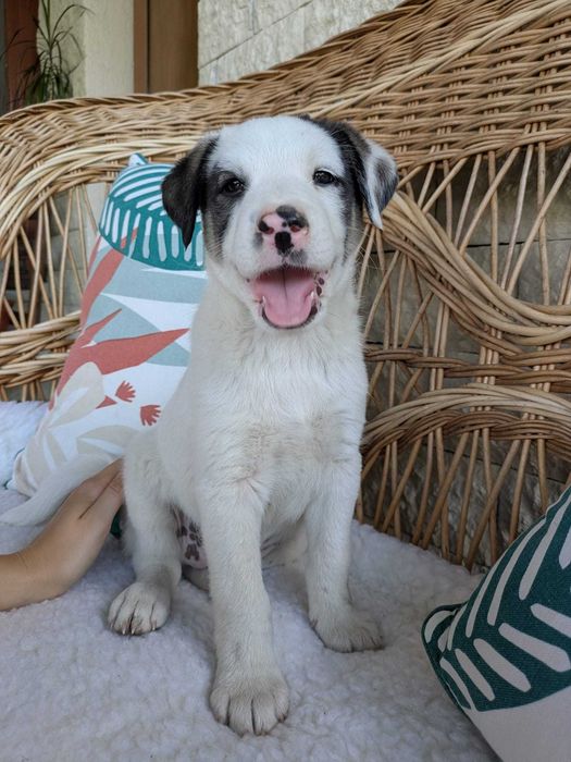 Dam spre adopție 6 cățeluși de talie medie-mare