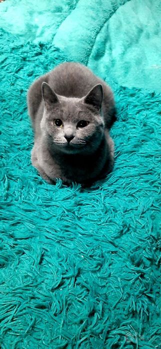 шотландская вислоухая и британская  (скоттиш-фолд)