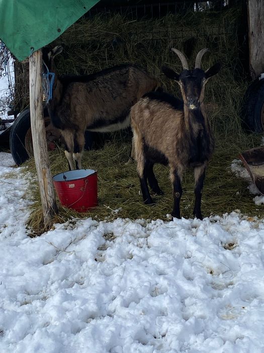 Vând două capre sau la schimb cu 2 oi . Foarte bune de lapte !