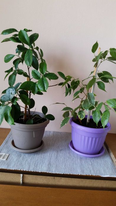 Бенджамин и бенджамин фикус Намалени!