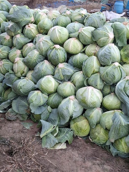 Vând varză de păstrare 
Cantitate 20 t 
Negociabil