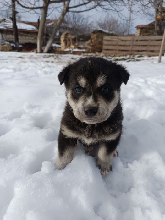 Подарявам кученца