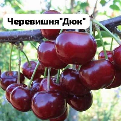 Продам саженцы  Россия
