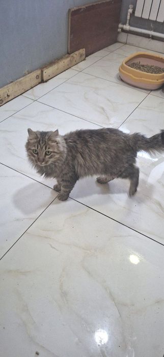 Пристраивается кот