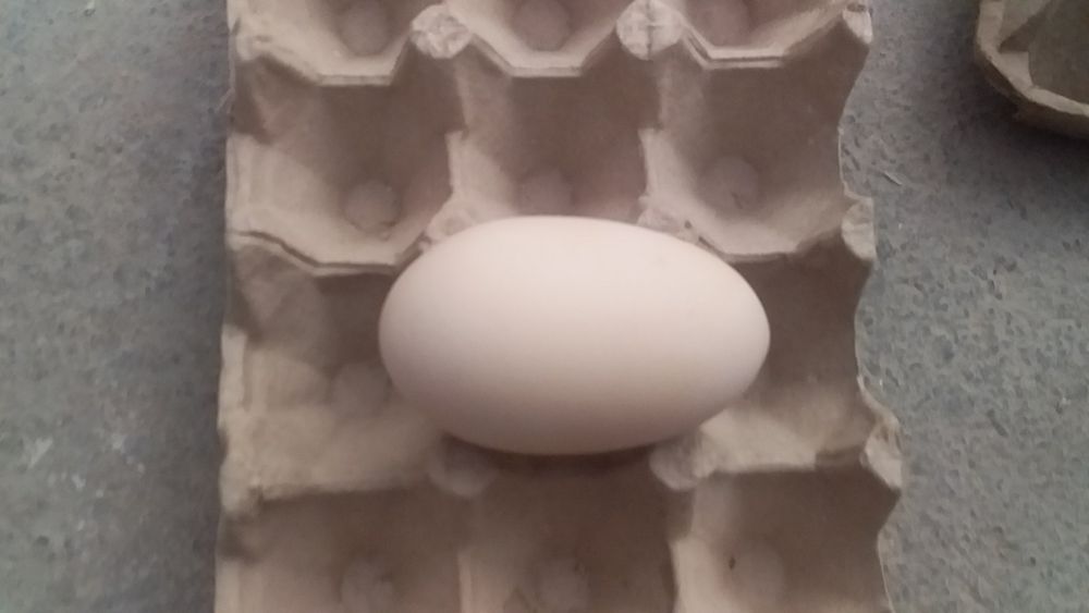 Damashni tuxum sotiladi.