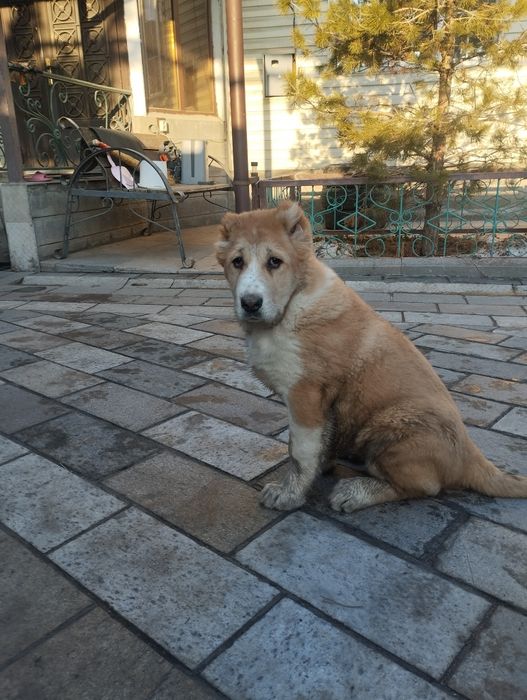 Щенки алабая сао