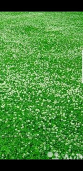 Белый клевер карликовый