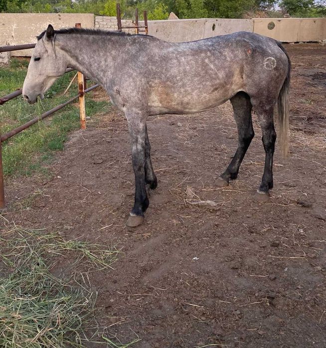 кобылу на развод