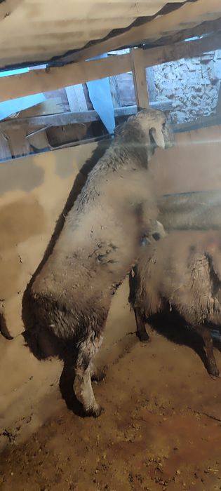 Семіз қошқар сатылады 120 мың тг