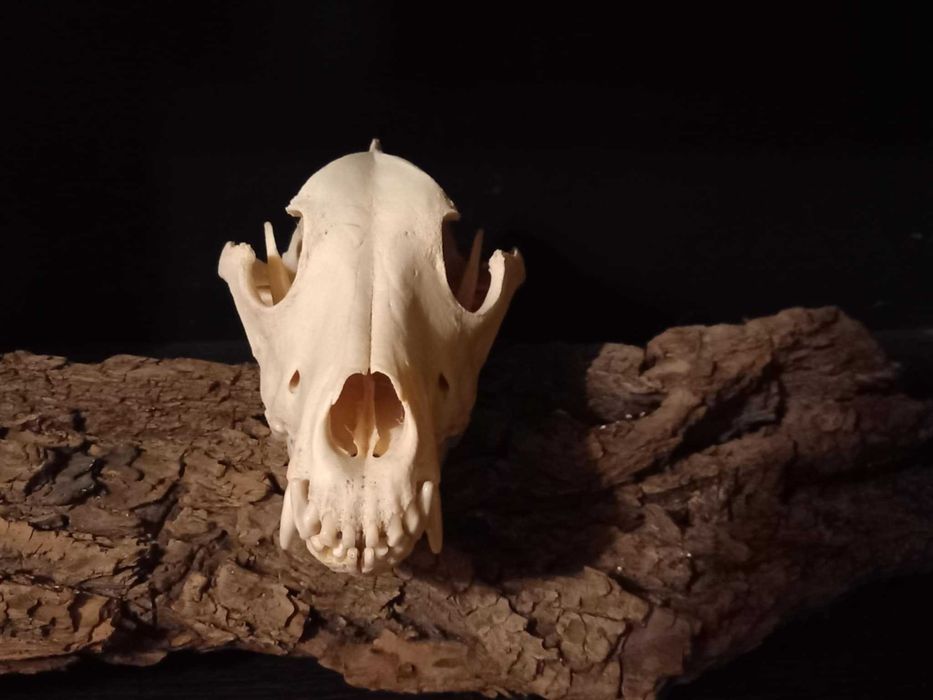 trofeu,trofee,taxidermie,craniu de animal biologie decorativa franta