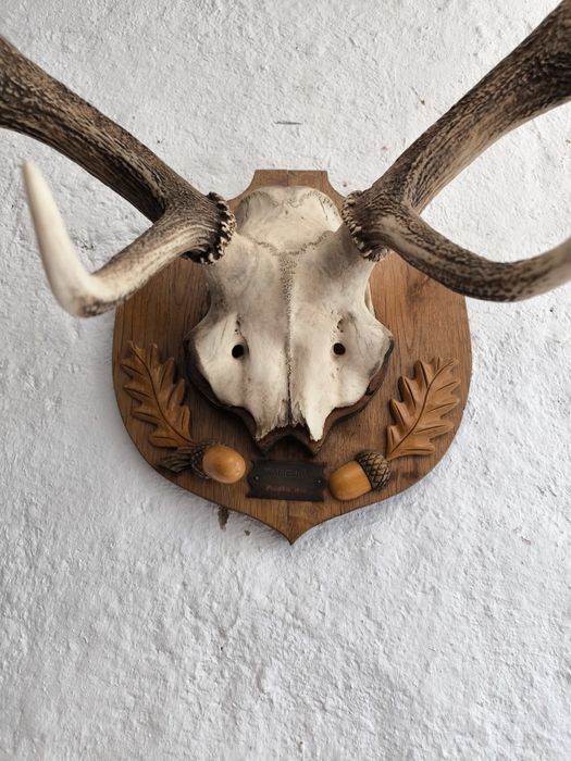 Трофей, рога от елен