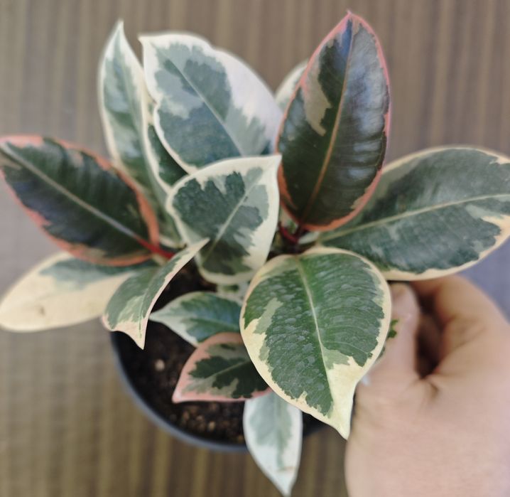 Фикус,сорт Белиз