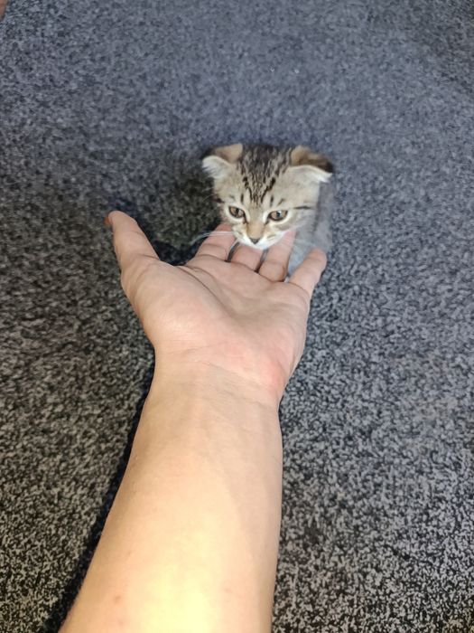 кошка вислоухая, кошка котята