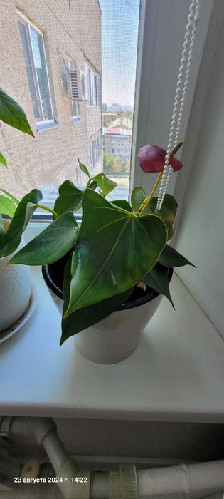 Цветы комнатные в горшках