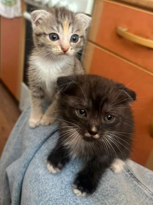 Отдадим котят в добрые руки