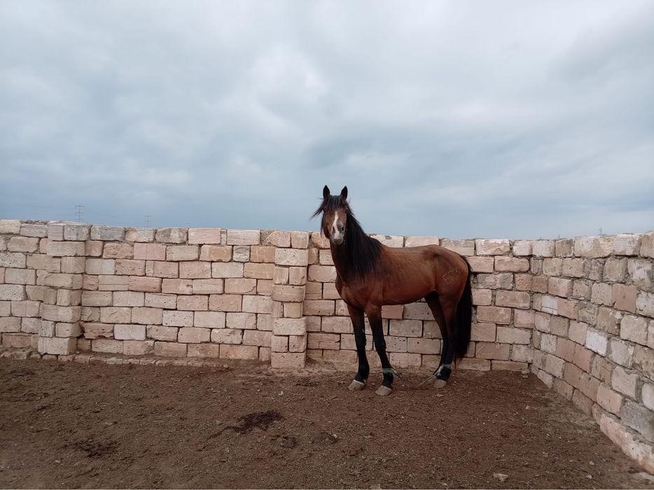 7жасар айгыр 700 мын тенге саудасы бар