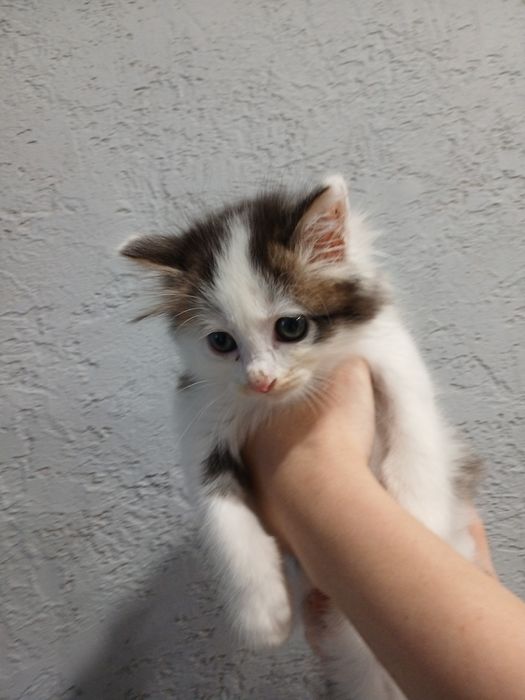 Отдам котёнка (мальчик)