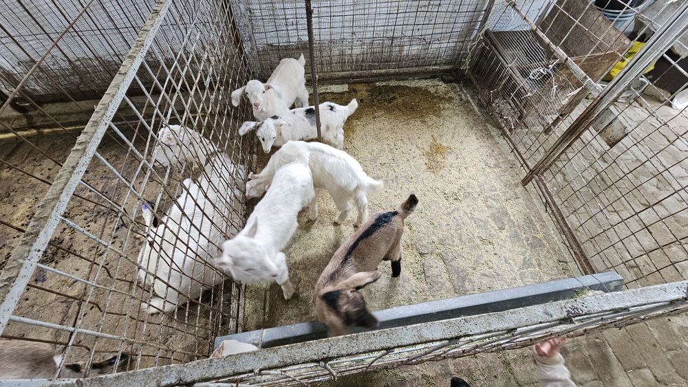 Сотилади эчкичалар