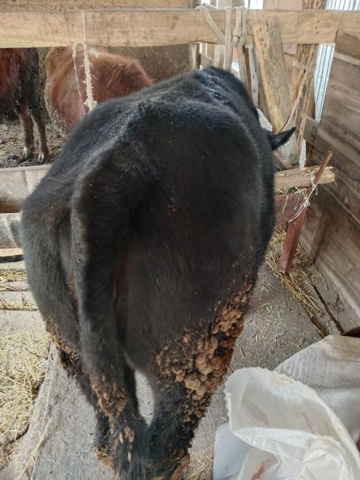 Бузау токал ургашы ангус