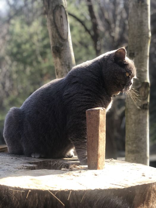 Motan British Shorthair