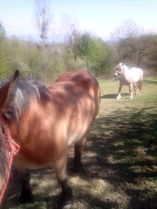 Cai semi grei de vanzare