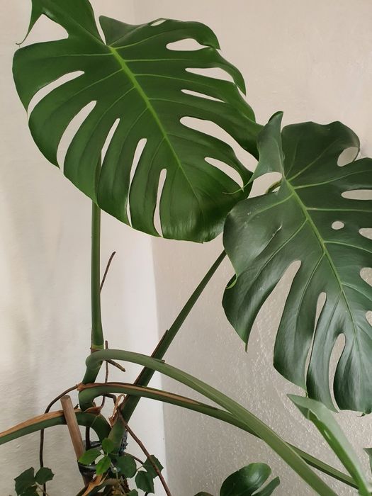 Vand planta Filodendron