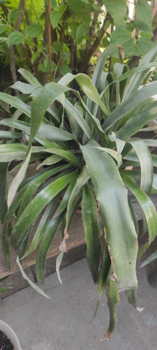 цветы, цена договорная