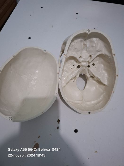 Mulaj bosh suyagi modeli sifatli