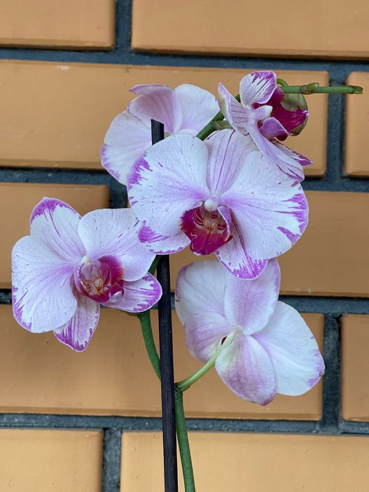 Орхидеи орхидея цветы